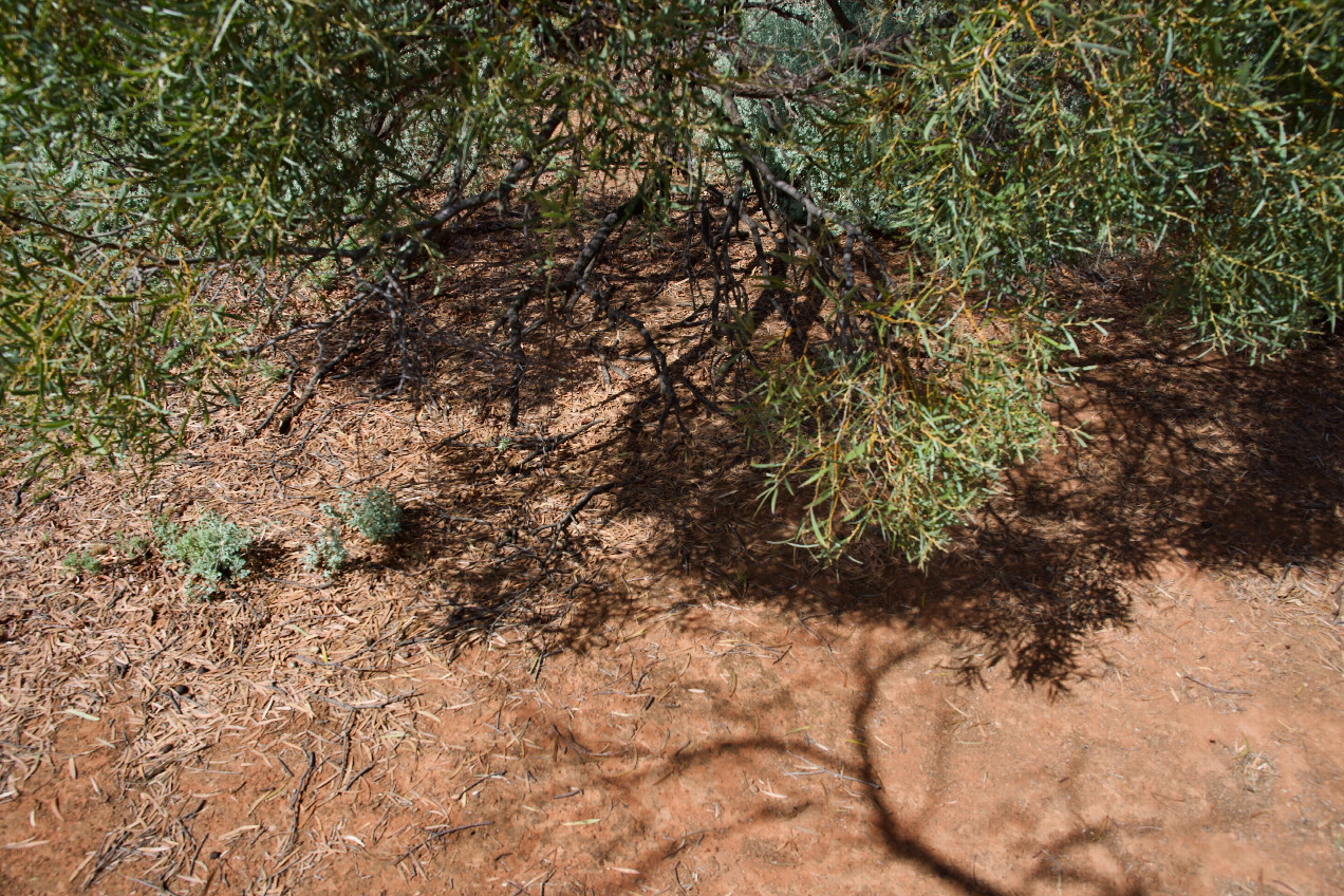 Ground cover at the confluence point