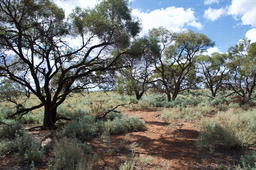 #1: The confluence point in a grove of thinly-spaced trees.  (This is also a view to the North.)