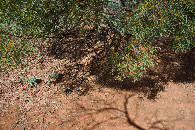 #5: Ground cover at the confluence point