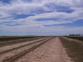 #6: Some sheep grazing on the road next to the confluence