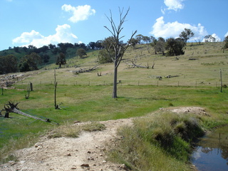 #1: Looking North to the confluence point near the base of the tree