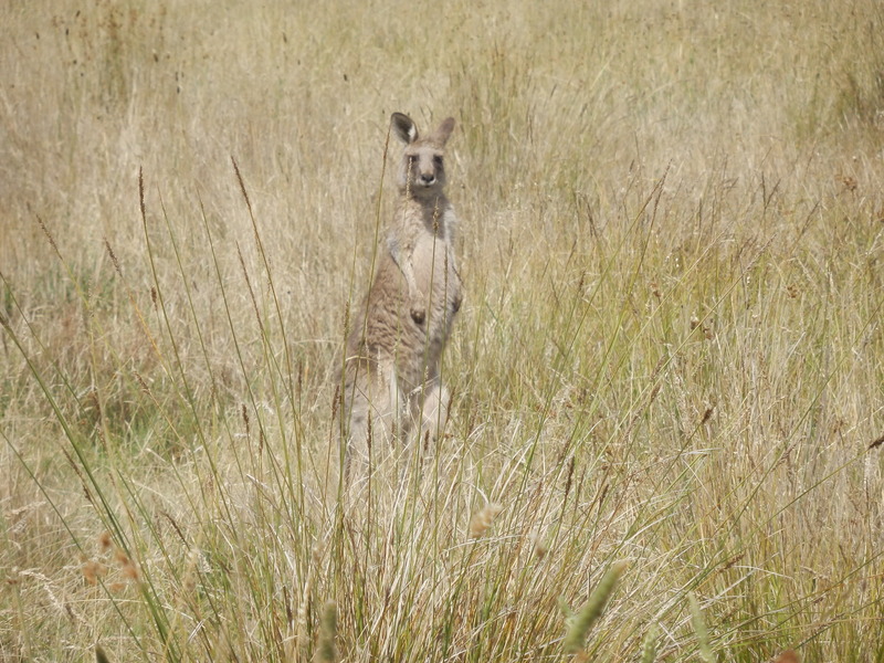 Kangaroo nearby