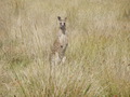 #8: Kangaroo nearby