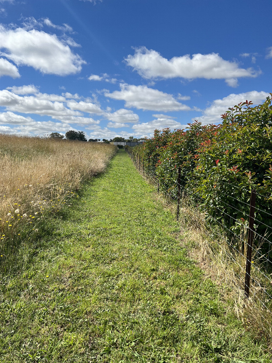 The strip of mown grass leading within a few metres of to the confluence point.