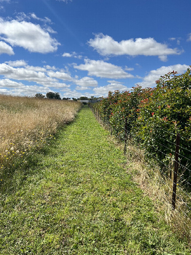 #1: The strip of mown grass leading within a few metres of to the confluence point.