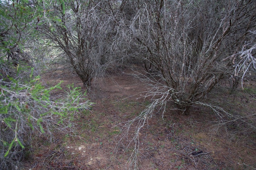 The confluence point lies within a thicket of vegetation