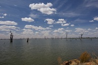 #12: Dead trees in Lake Mulwala, an artificial lake located east of the point