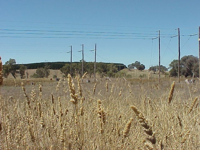 Approximate confluence location near edge of pine plantation in distance