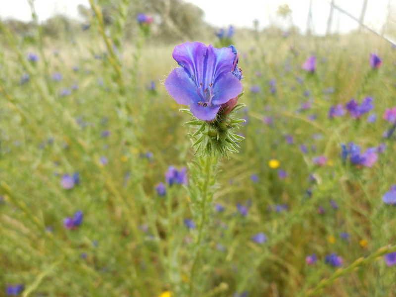 Flower at the Edge of the Field