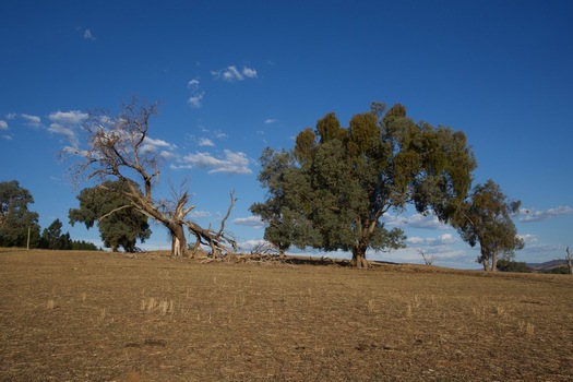 #1: The confluence point lies on a small slope, in a mixed sheep-cattle farm.  (This is also a view to the East.)