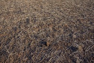 #5: Ground cover at the confluence point