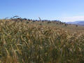 #5: Crop growing in nearby paddock