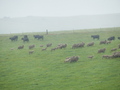 #9: Sheep and Cows during the Hike