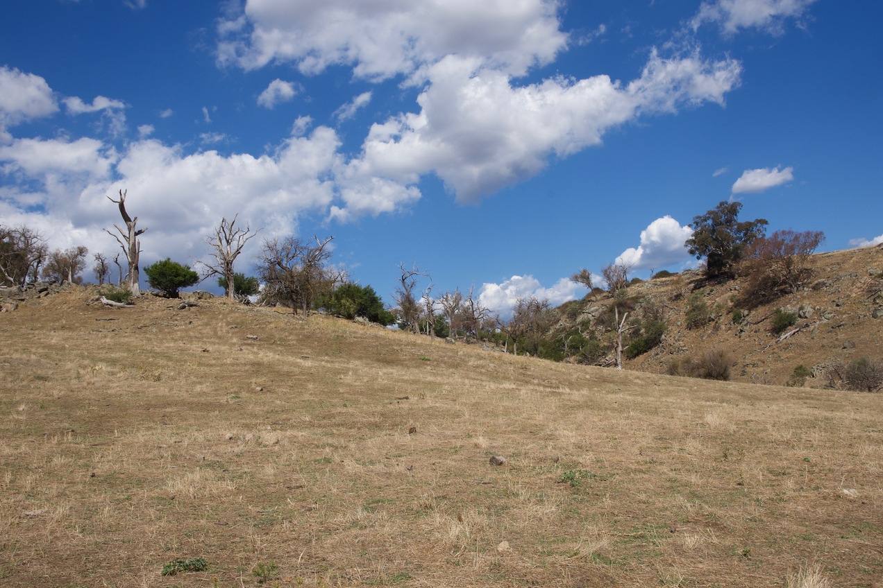The most interesting feature nearby is this small, wooded hill - about 500m west of the point