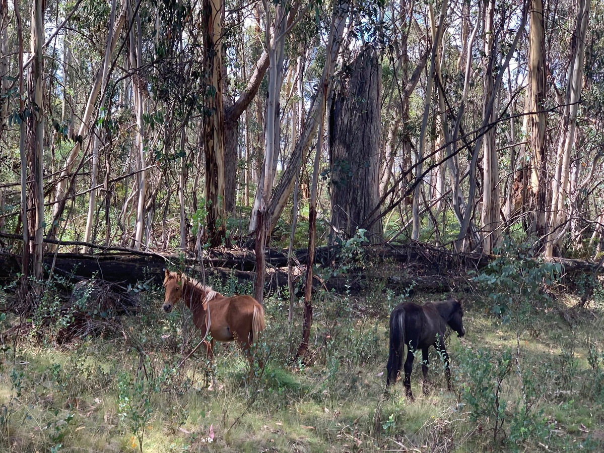 Two ‘brumbies’ (feral horses) in the Snowy Mountains, a few km east of the point