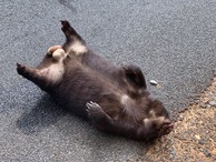 #10: One of the several road-killed wombats seen en route