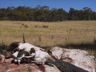 #1: Sheep and their skulls.