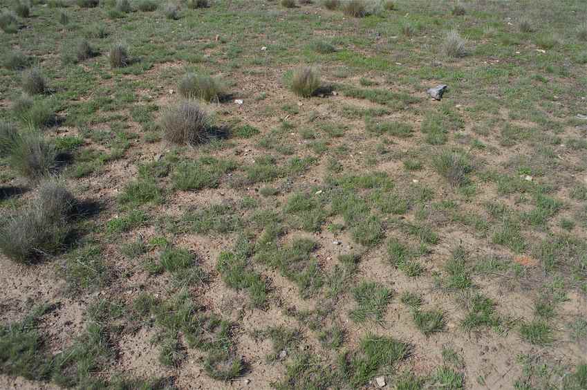 The confluence point lies in thinly-vegetated pasture