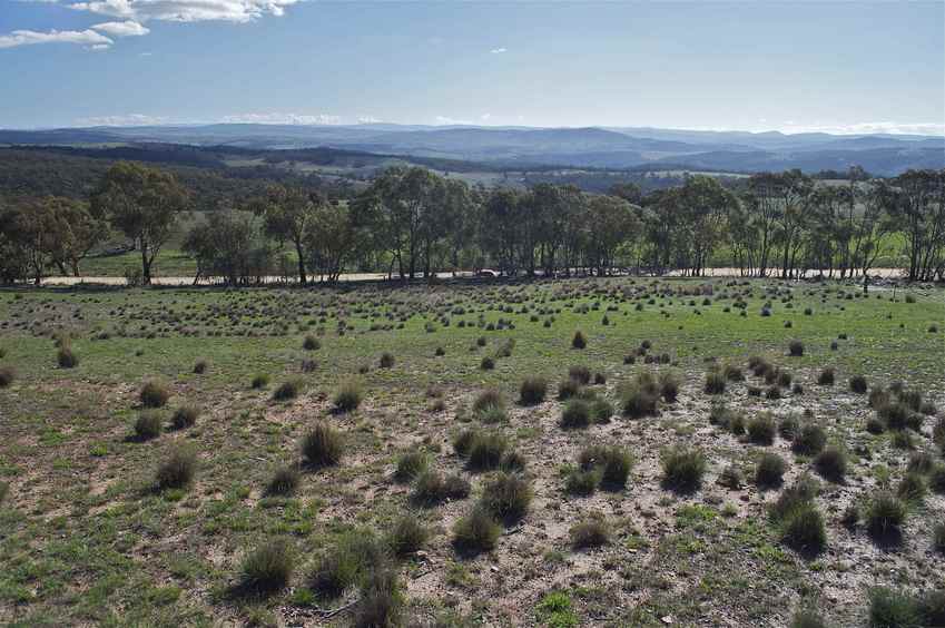 View West (towards Shannons Flat Road, 100 metres away)