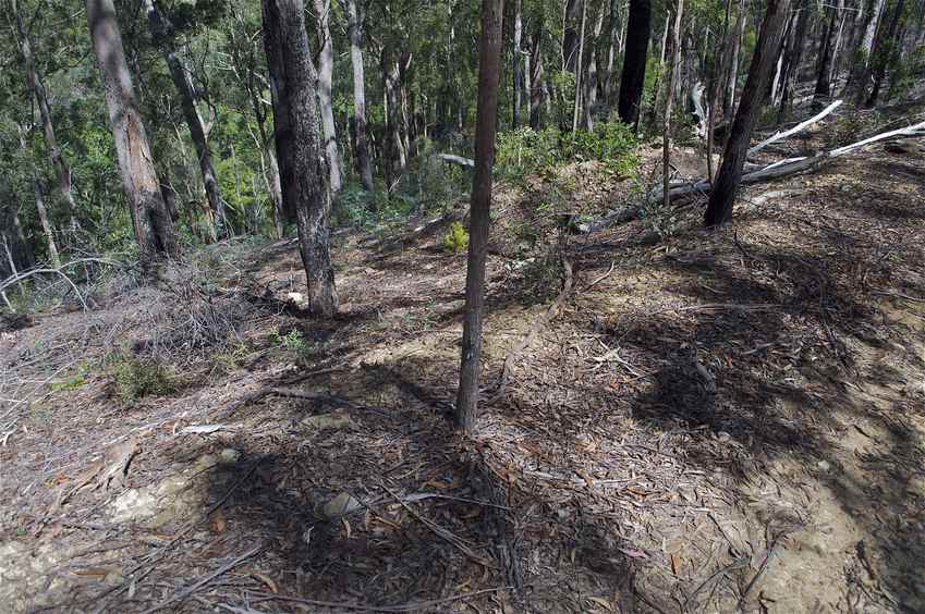 This small tree - on the side of a fire road - marks the confluence point