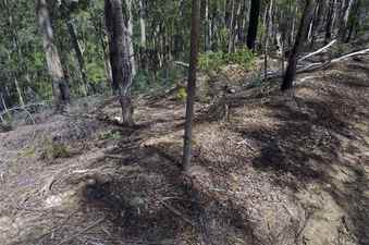 #1: This small tree - on the side of a fire road - marks the confluence point