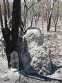 #3: Termite hill toward north