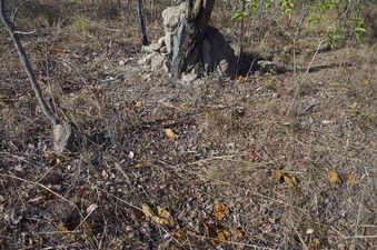 #1: The confluence point lies among a grove of small thinly-spaced trees