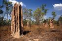 #6: Very large termite mounds are common here