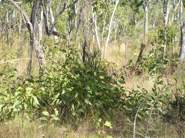 Small tree at confluence point