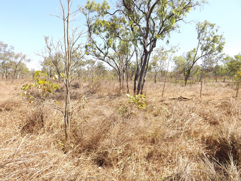 General area looking south