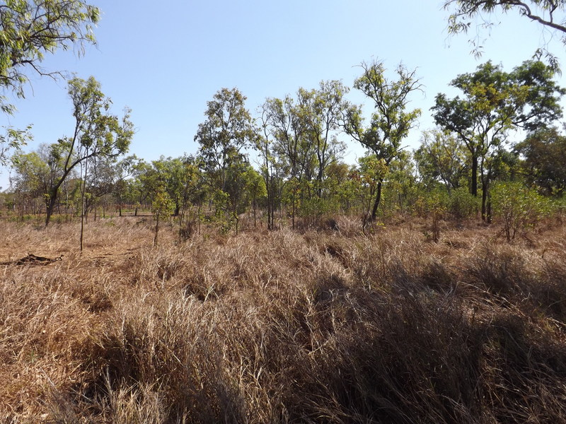 General area looking west