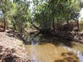 #7: Bamboo Creek less than 70m from the confluence site