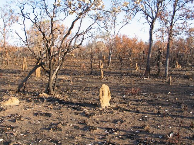 Looking west towards the confluence, which is by the anthill.