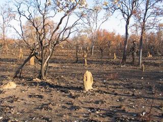 #1: Looking west towards the confluence, which is by the anthill.