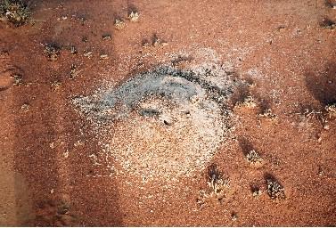 Termite Mound Under Construction