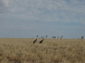 #6: A couple of kangaroos