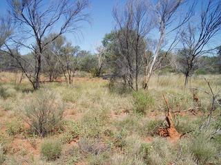 #1: 22S 132E confluence 5m ahead between shrub and upturned tree root