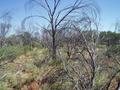 #5: Looking West from 22S 132E