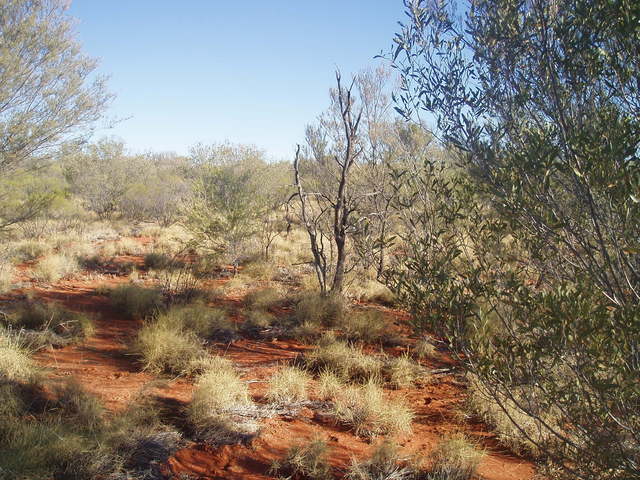 View south from 22S 134E.