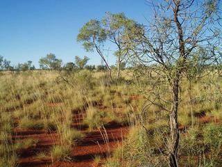 #1: Lookingnorth towards confluence 5m ahead (between the trees)