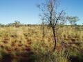 #4: View south from confluence