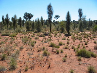 #1: View to  confluence from 80 m SE