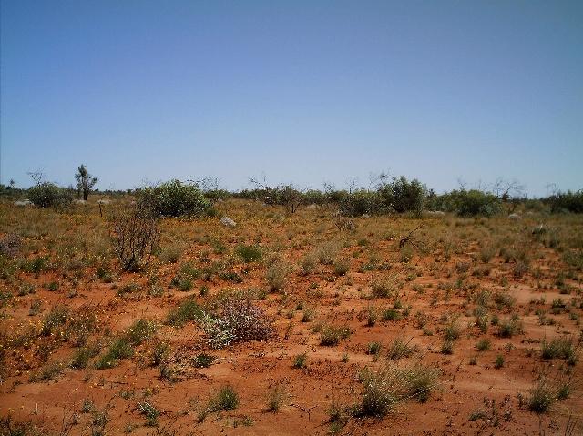 Looking West