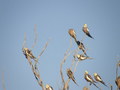 #7: Cockatiels near the confluence