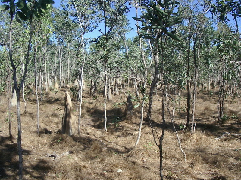 View from the confuence point, facing south.