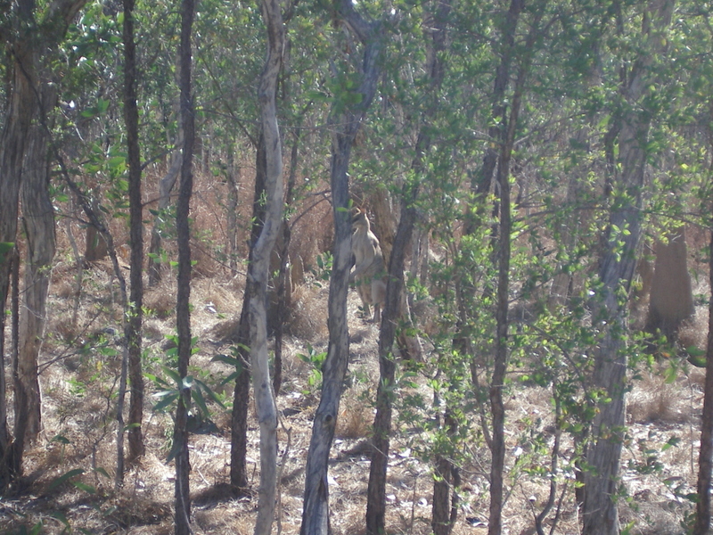 View from the confuence point, facing west. Note the large <b>wallaby</b>.