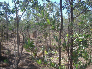 #1: View from the confuence point, facing north.