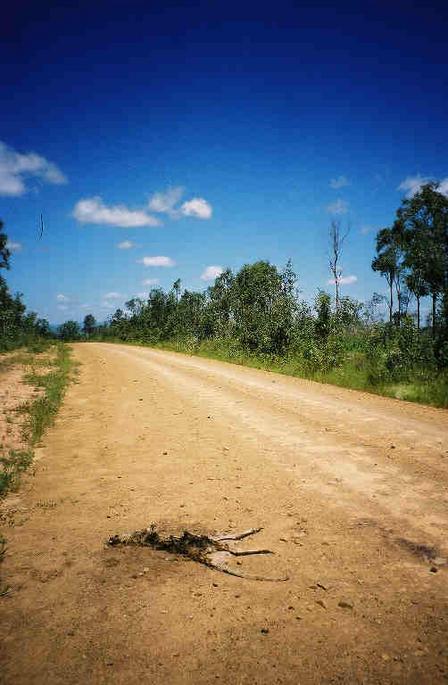 Dead kangaroo on the Mount Mulligan road