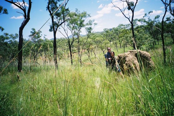 Termite mounds on the hike
