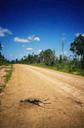 #3: Dead kangaroo on the Mount Mulligan road